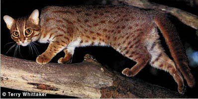 Rusty-spotted Cat from the 'Cat Specialist' homepage. Link on bottom of page!